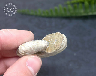 Iridescent Ammonite #9