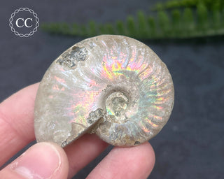Iridescent Ammonite #10