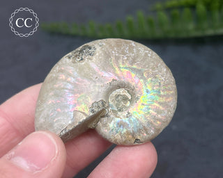 Iridescent Ammonite #10