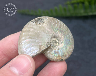 Iridescent Ammonite #10