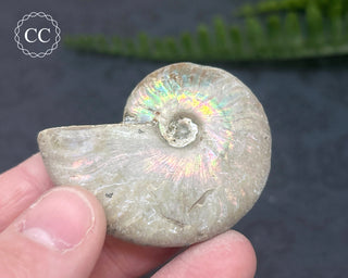 Iridescent Ammonite #10