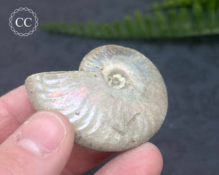 Iridescent Ammonite #10