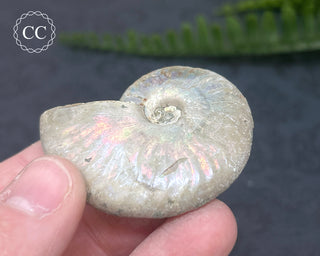 Iridescent Ammonite #10