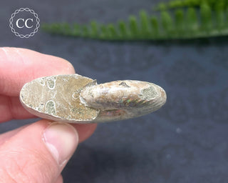 Iridescent Ammonite #10