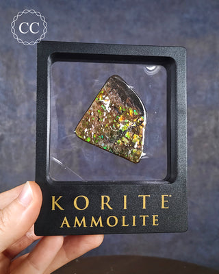 A hand holding a Korite Ammolite in a branded display box 