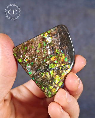 Korite Ammolite #5