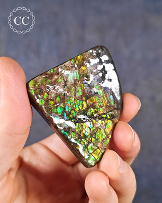 Korite Ammolite #5