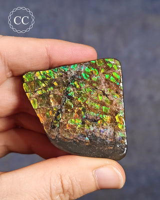 Korite Ammolite #5