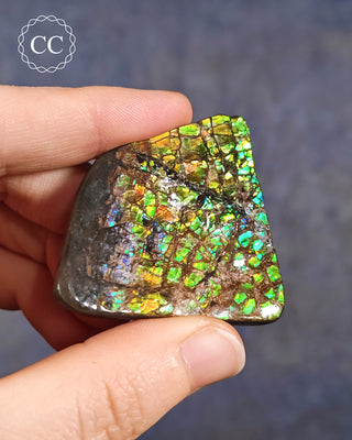 Korite Ammolite #5
