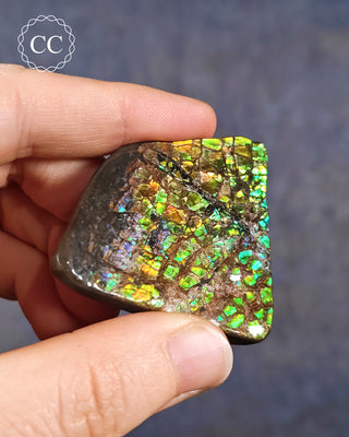 Korite Ammolite #5