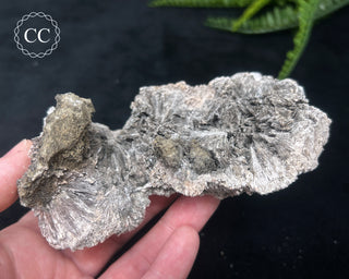 Kutnohorite Specimen #2