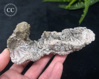 Kutnohorite Specimen #2
