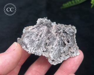 Kutnohorite Specimen #3