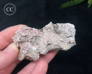 Kutnohorite Specimen #4