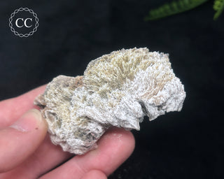 Kutnohorite Specimen #4