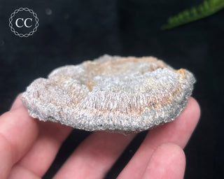 Kutnohorite Specimen #6
