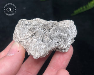Kutnohorite Specimen #8