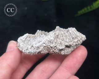 Kutnohorite Specimen #8