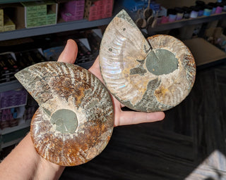 Large Ammonite Pair #2