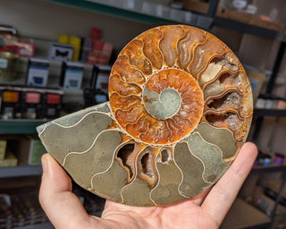 Large Ammonite Pair #2