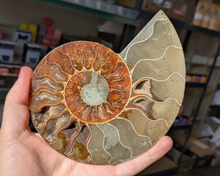 Large Ammonite Pair #2