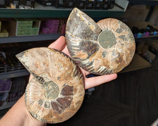 Large Ammonite Pair #3