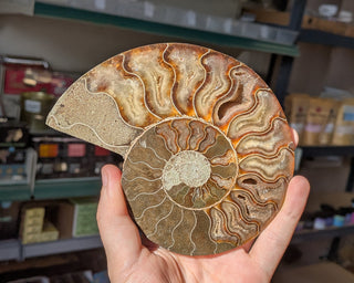 Large Ammonite Pair #3