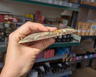 Large Ammonite Pair #3