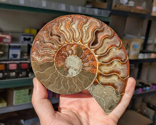 Large Ammonite Pair #3