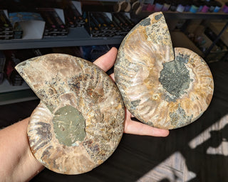 Large Ammonite Pair #4