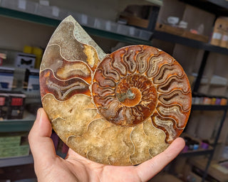 Large Ammonite Pair #4