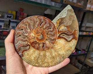 Large Ammonite Pair #4