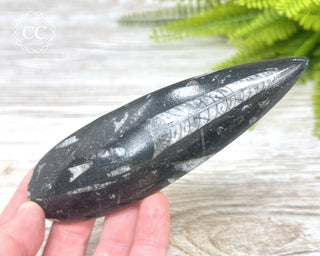 Large Orthoceras Fossil #2