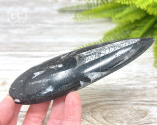 Large Orthoceras Fossil #2