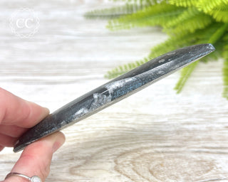 Large Orthoceras Fossil #2