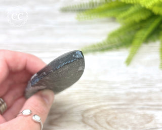 Large Orthoceras Fossil #2