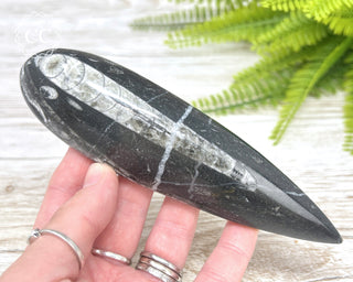 Large Orthoceras Fossil #1
