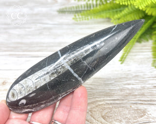 Large Orthoceras Fossil #1
