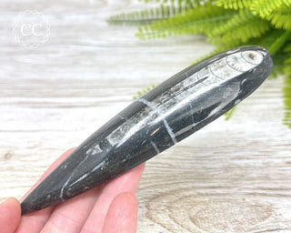 Large Orthoceras Fossil #1
