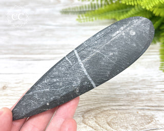 Large Orthoceras Fossil #1
