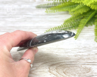 Large Orthoceras Fossil #1
