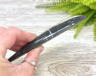 Large Orthoceras Fossil #1