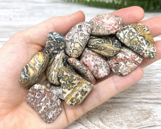 Leopard Skin Jasper Tumbled Crystals in hand