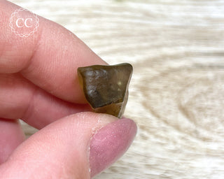Libyan Desert Glass #7