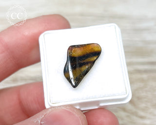 Liddicoatite Tourmaline Slice #4