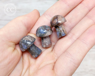 Llanite | Que Sera Mini Mushrooms in hand