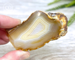 Madagascar Agate Slice #6
