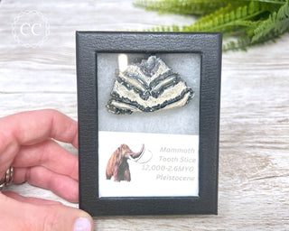 Mammoth Tooth Slice #1
