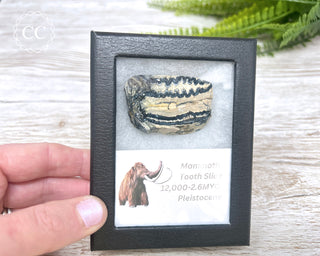 Mammoth Tooth Slice #2