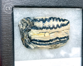 Mammoth Tooth Slice #2